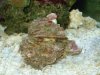 clam-1.jpg