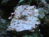 DSC00970.jpg