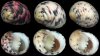 nerita_versicolor1.jpg