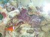marine tank2.jpg
