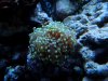 FrogSpawn.jpg