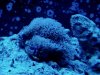 StarPolyps.jpg