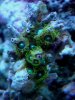 Zoa1.jpg