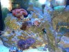 DSC01817a.jpg