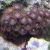 Zoas 1.jpg