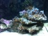 IMG_0985.jpg