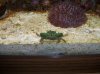 crab 002.jpg