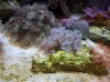 crab 003.jpg