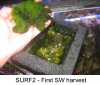 surf2-first-harvest.jpg