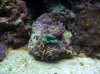 crab 010.jpg