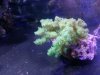 coral.jpg