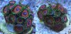 Zoa Comparison.jpg