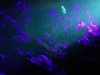 IMG_0131_800x600.JPG