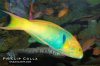 Bannana wrasse.jpg