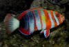 Harlequin tusk- Australian.jpg