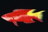 hogfish-cuban.jpg
