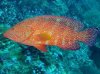 Miniatus Grouper.jpg