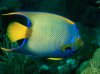 Queen Angelfish.jpg