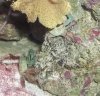 crab2.JPG