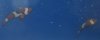 QTclowns.jpg