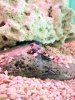 Blenny.JPG