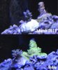 Borealis:Green Slimer compare.jpg