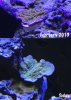 Purple rim monti compare.jpg