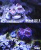 Acans Compare.jpg