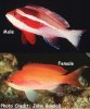 Pseudanthias_taeniatus.jpg