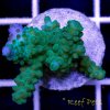Blue Tip Australian Acropora.jpg