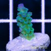Blue Tipped Tenuis Acropora.jpg