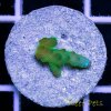 Blueberry Sunrise Lokani Acropora.jpg