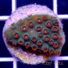 Meteor Shower Cyphastrea 2.jpg