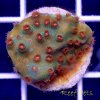 Meteor Shower Cyphastrea.jpg