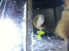 snails growingmore hitch hikers.jpg