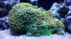 Zoas1.jpg