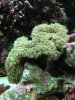 Coral.jpg