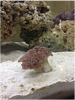 hammer coral.png