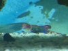 Mandarin Goby.jpg
