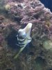 puffer.jpg