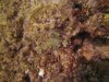 Zoanthid SP Green-1.jpg