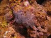 Octo Coral, Tidal zone..high flow-1.jpg