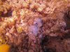 closed Zoa mat-1.jpg