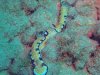 Nudi's mating-1.jpg