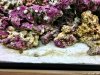 BrownAlgae.JPG