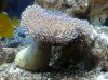 toadstool.jpg