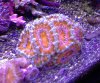 acan.jpg