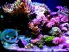 full tank.JPG