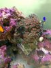 Zoa.JPG