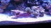 xmas wrasse.jpg